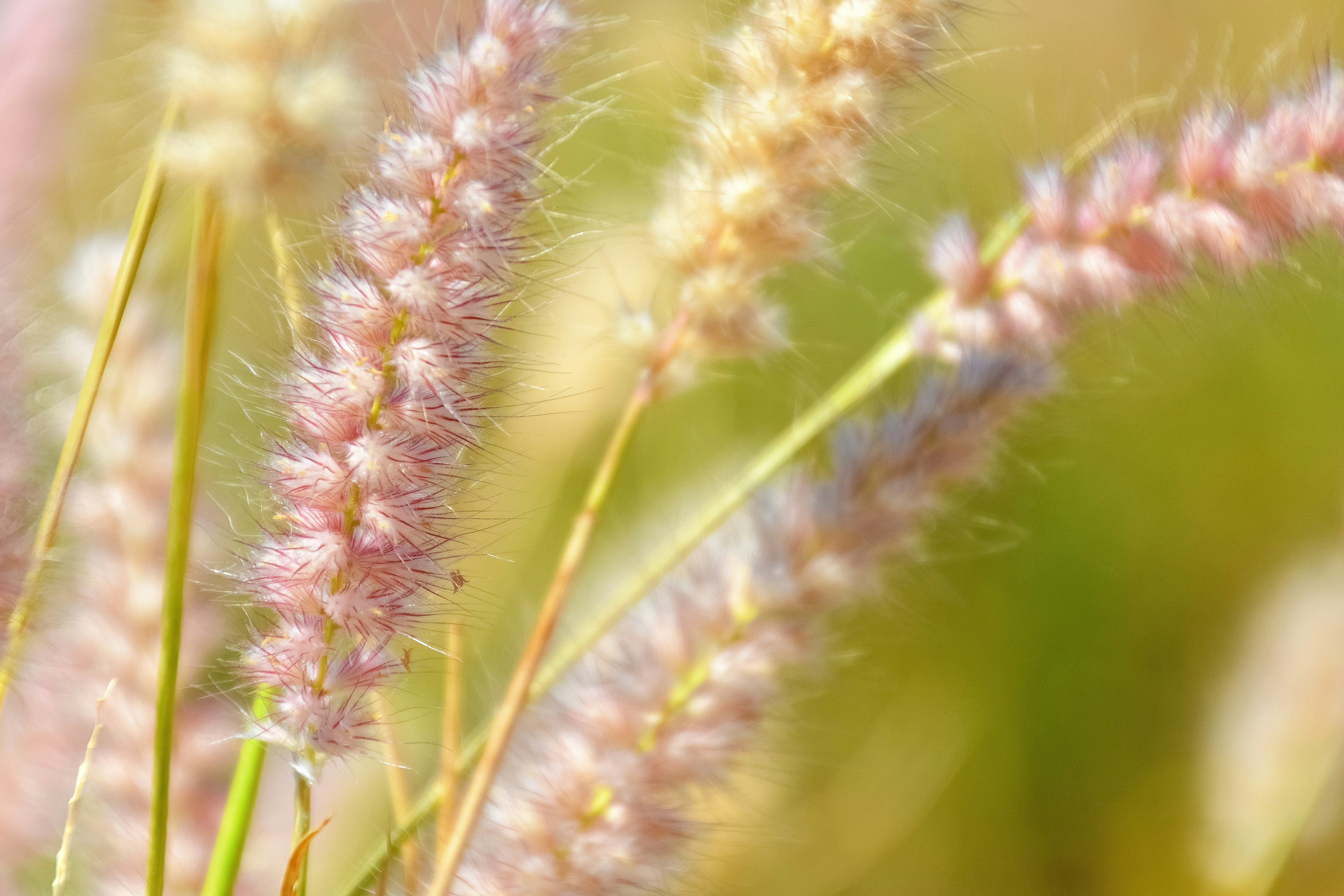 green and brown plant during daytime